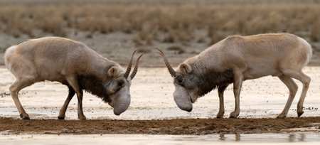 Saiga antelopes or Saiga tatarica fight in steppe near waterhole in winterの写真素材