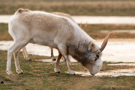 Saiga antelope or Saiga tatarica drinks in steppe near waterhole in winterの素材 [FY310196117631]