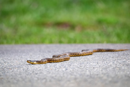 Close-up of blotched snake or Elaphe sauromates on asphalt roadの写真素材
