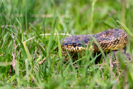 Close-up of blotched snake or Elaphe sauromates in grassの写真素材