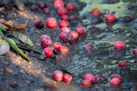 Prunus cerasifera or cherry plum. Red cherry plum fruits on the ground.の写真素材