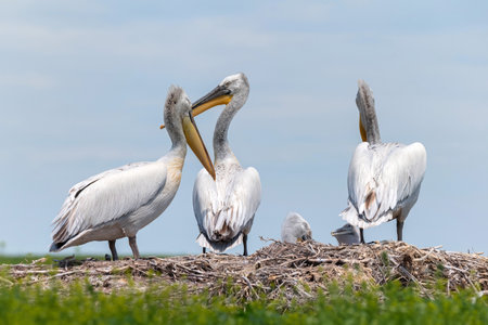 Dalmatian pelican or Pelecanus crispus on their nest colonyの写真素材
