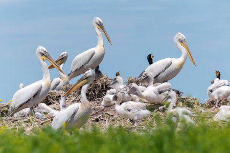 Dalmatian pelican or Pelecanus crispus on their nest colonyの写真素材