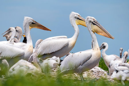 Dalmatian pelican or Pelecanus crispus on their nest colonyの写真素材