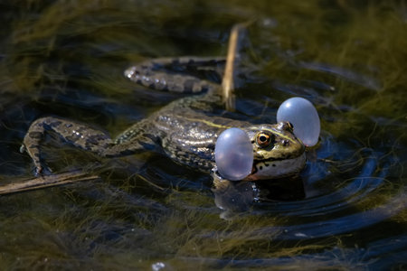 Marsh frog or Pelophylax ridibundus croaks in water. Mating behaviourの写真素材