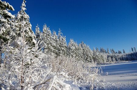 white winter, snowy forest at lake on ice. Sunny day with blue sky. Lot of snow.の写真素材