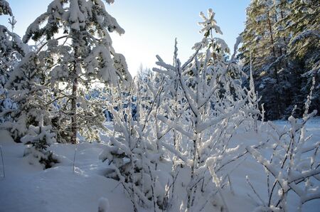 White winter. Snowy forest, lots of snow with sunny days, blue sky, pine treeの写真素材