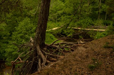 Tree with beautiful roots in the forest near the bridge. Needles on the graundの写真素材