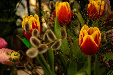 Easter, salix in  flower shop with a price of ten, tulips bloomの写真素材
