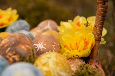 Easter painted eggs with stars and daffodils, foodの写真素材