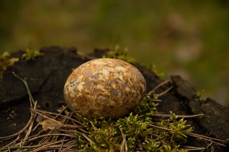 Easter painted brown egg on moss, foodの写真素材