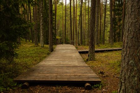 Walking path in the forest, boardwalk, spruce with mossの写真素材