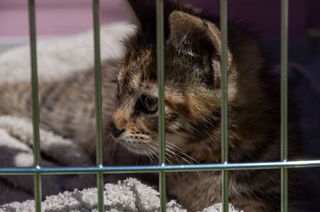 Cat with a big gaze trapped behind bars, grayの写真素材