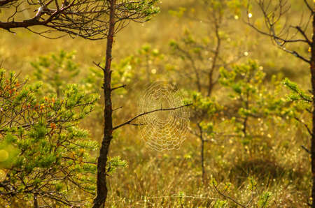 Spider network with raindrops on a pine branch, chillの写真素材