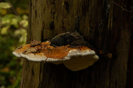 Old tree in the woods in autumn with many fallen leaves on pepper, chill