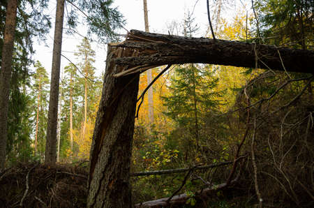 A tree has broken in the forest, many fallen trees, wood