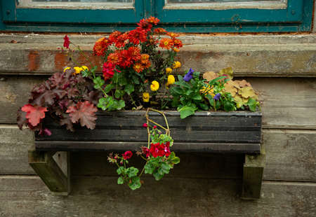 The flowers are arranged in a wooden box by the old window,
chrysanthemumの写真素材