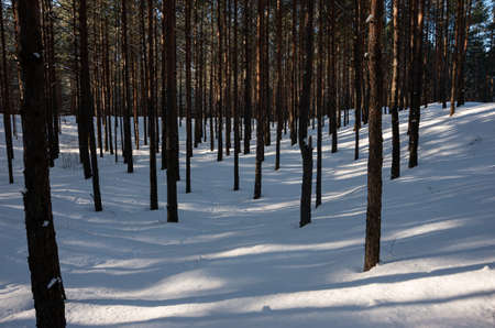 Winter in the forest with white snow, sun,  car tracks, treesの写真素材