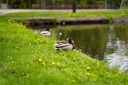 Duck with open mouth in the meadow by the pond, greenの写真素材