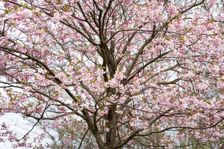 Sakura pink flowers, in spring, flowering tree, flowersの写真素材