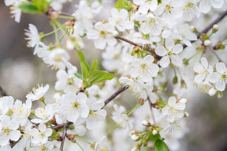 White flowers, in spring, flowering tree, natureの写真素材