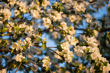 White apple flowers, in spring, flowering tree, gardenの写真素材