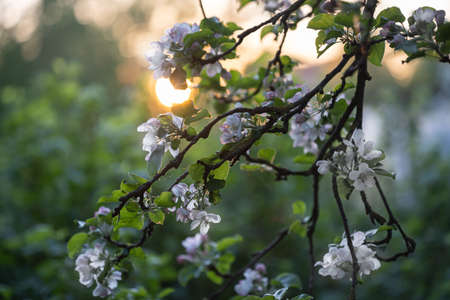 White apple flowers, in spring, flowering tree, gardenの写真素材