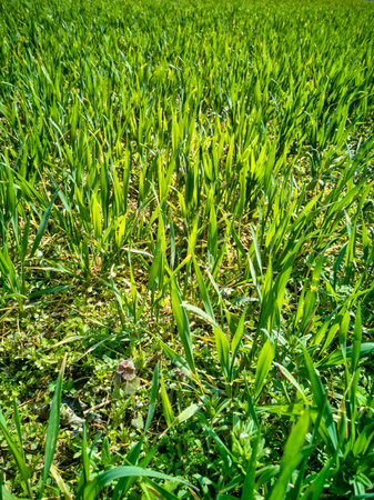Isolated symetric rows of sprouting green young agricultural wheat crops on dry soil dirt background in sunny spring dayの写真素材