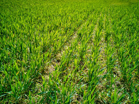 Isolated symetric rows of sprouting green young agricultural wheat crops on dry soil dirt background in sunny spring dayの写真素材