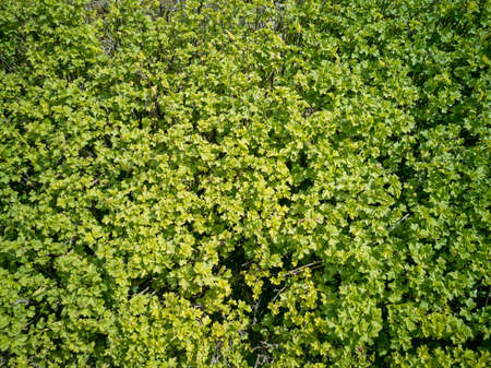 Simple cut green countryside hedge background in sunny spring day ready before transformation after...