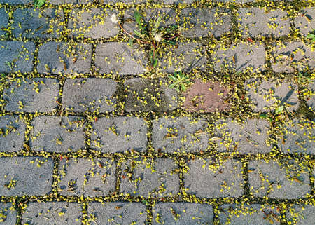 Close-up high contrast hydraulic oil steering fluid leak stains block paver paved driveway covered with maple pollenの写真素材