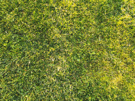 Isolated high detail artistic warm sunrise close-up top view of well moved green grass wallpaper with sun rays and beamsの写真素材