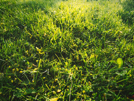 Isolated high detail artistic warm sunrise close-up top view of well moved green grass wallpaper with sun rays and beamsの写真素材