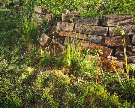 Isolated artistic warm sunrise close-up view of old ruin brick wall remains in garden as nature slowly taking back areaの写真素材