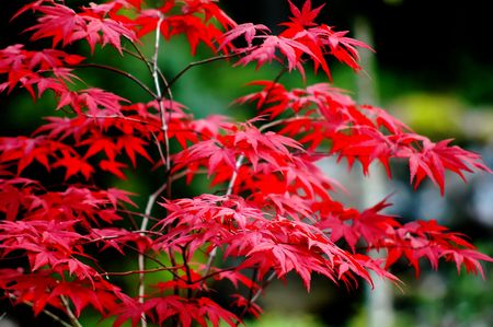 Red Leaves Glacier Gardens, Juneau, Alaska, USA