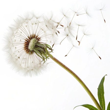 Dandelion seeds on a white background. Macro. Selective focus.の素材