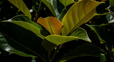Close up of green leaves of Magnolia tree (Magnolia grandiflora)の素材