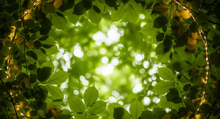 green leaves background in sunny day with bokeh and copy spaceの素材