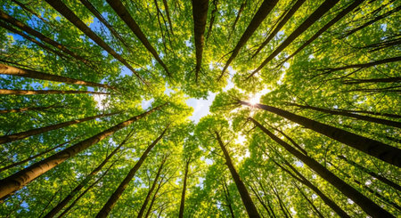forest trees view from below into the sky. nature green wood sunlight backgroundsの素材