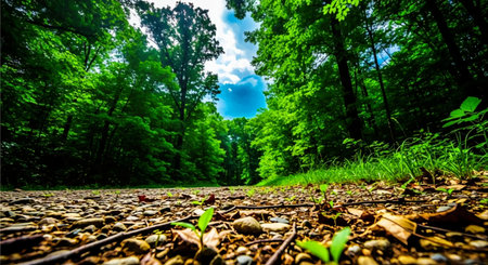 Beautiful green forest in the summer. Nature background. Panoramaの素材