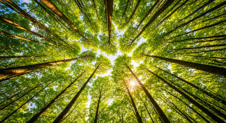 green forest background in a sunny day. nature green wood sunlight backgroundsの素材