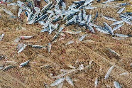 fish in fishing net
