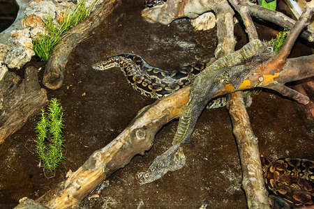 snake's skinの写真素材