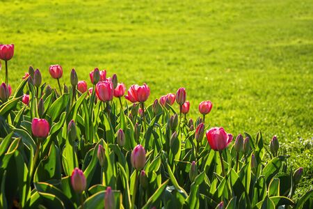 red tulipsの写真素材
