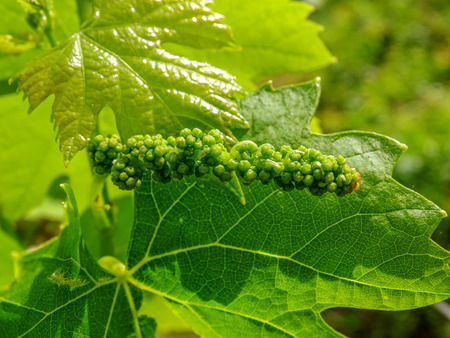 sour grapes and vineの写真素材
