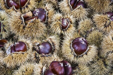 fresh chestnutsの写真素材