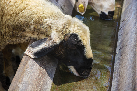 Goats and sheep at animal market in Turkeyの写真素材