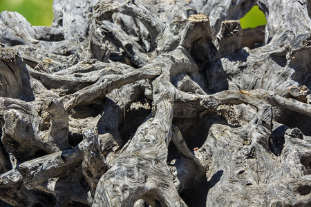 big tree rootの写真素材