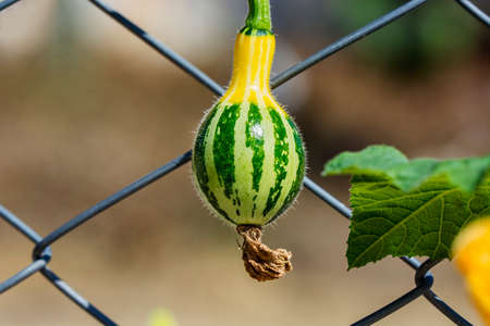 pumpkinの写真素材