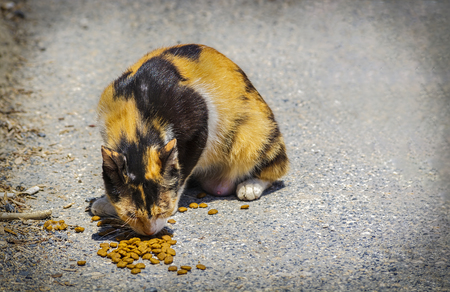 A street cat eating on streetの写真素材